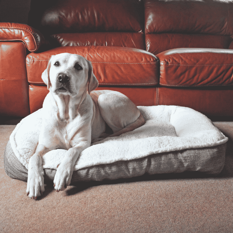 Rosewood Plush Tweed Teddy Bear Mattress with dog
