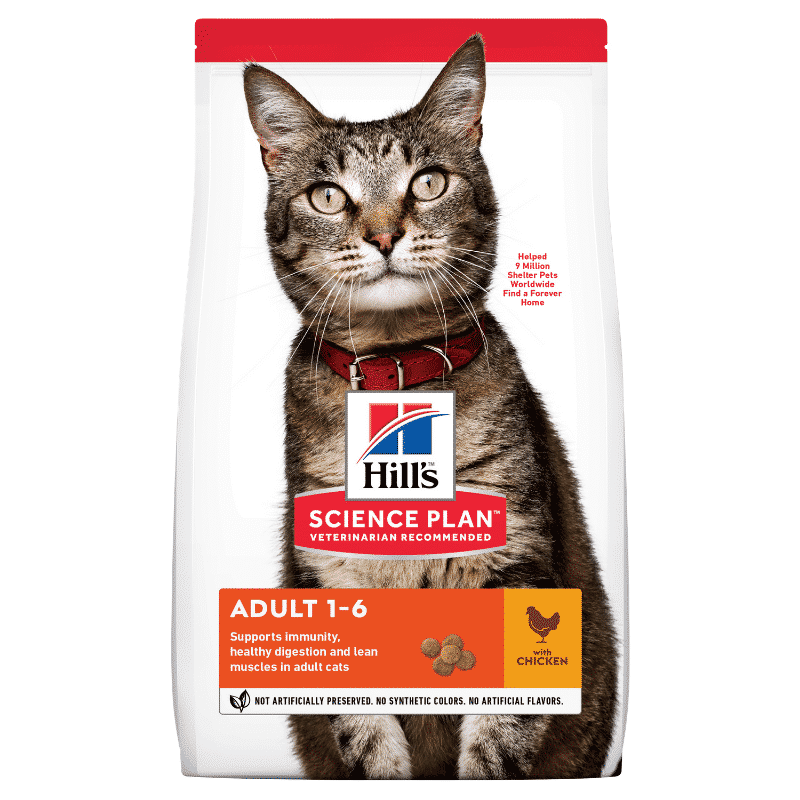 Cat 4